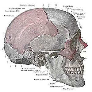 Wee Blue Coo Painting Drawing Diagram Human Skull Anatomy Bone Wall Art Print Wee Blue Coo Painting Drawing Diagram Human Skull Anatomy Bone Wall Art Print