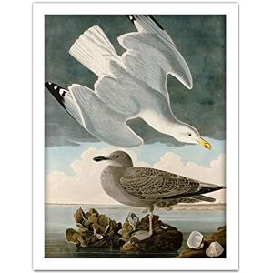 Artery8 Audubon Birds Herring Gull Painting Artwork Framed Wall Art Print 18X24 Inch Artery8 Audubon Birds Herring Gull Painting Artwork Framed Wall Art Print 18X24 Inch