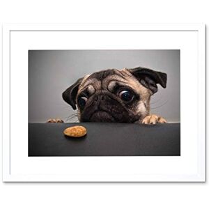 Wee Blue Coo Animal Photo Portrait Pug Dog Treat Food Eyes Cute Framed Print Picture F12X185 Wee Blue Coo Animal Photo Portrait Pug Dog Treat Food Eyes Cute Framed Print Picture F12X185