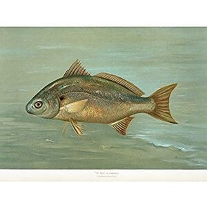 Artery8 Petrie North American Fishes Lafayette Spot Illustration Unframed Wall Art Print Poster Home Decor Premium Artery8 Petrie North American Fishes Lafayette Spot Illustration Unframed Wall Art Print Poster Home Decor Premium