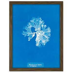 Artery8 Atkins British Algae Photo Split Rhodymenia Artwork Framed Wall Art Print 18X24 Inch Artery8 Atkins British Algae Photo Split Rhodymenia Artwork Framed Wall Art Print 18X24 Inch