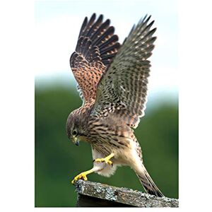 Wee Blue Coo Photo Kestrel Bird Prey Raptor Action Wall Art Print Wee Blue Coo Photo Kestrel Bird Prey Raptor Action Wall Art Print