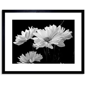 Wee Blue Coo NATURE FLOWERS DAISY BLACK WHITE FRAMED ART PRINT POSTER F97X12355 Wee Blue Coo NATURE FLOWERS DAISY BLACK WHITE FRAMED ART PRINT POSTER F97X12355
