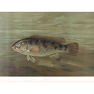 Artery8 Petrie North American Fishes Blackfish Tautog Illustration Unframed Wall Art Print Poster Home Decor Premium Artery8 Petrie North American Fishes Blackfish Tautog Illustration Unframed Wall Art Print Poster Home Decor Premium