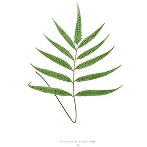 Wee Blue Coo Fern Polypodium Grandidens Large Wall Art Print Canvas Premium Poster Wee Blue Coo Fern Polypodium Grandidens Large Wall Art Print Canvas Premium Poster