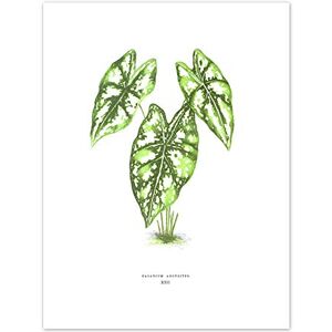 Fine Art Prints Leaf Caladium Argyrites Art Print Canvas Premium Wall Decor Poster Fine Art Prints Leaf Caladium Argyrites Art Print Canvas Premium Wall Decor Poster
