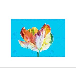 Wee Blue Coo PHOTO COMPOSITION NATURE FLOWER PLANT COLOUR TINT TULIP COOL ART PRINT B12X8331 Wee Blue Coo PHOTO COMPOSITION NATURE FLOWER PLANT COLOUR TINT TULIP COOL ART PRINT B12X8331