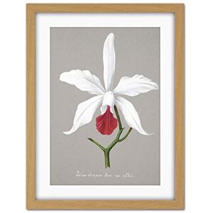 Wee Blue Coo Book Page Orchid Collection Lelia Elegans Artwork Framed Wall Art Print 18X24 Inch Wee Blue Coo Book Page Orchid Collection Lelia Elegans Artwork Framed Wall Art Print 18X24 Inch