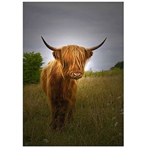 Wee Blue Coo Photo Farm Animal Highland Cow Calf Scotland Picture Wall Art Print Wee Blue Coo Photo Farm Animal Highland Cow Calf Scotland Picture Wall Art Print