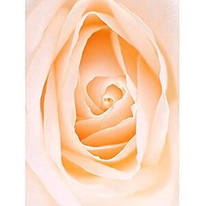 Wee Blue Coo Beige Cream Rose Flower Macro Photo Art Large Art Print Poster Wall Decor 18x24 inch Wee Blue Coo Beige Cream Rose Flower Macro Photo Art Large Art Print Poster Wall Decor 18x24 inch