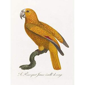 Fine Art Prints Orange Bird Vintage Illustration Large Wall Art Print Canvas Premium Poster Fine Art Prints Orange Bird Vintage Illustration Large Wall Art Print Canvas Premium Poster