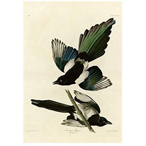 Wee Blue Coo Painting Book Page Birds America Audubon American Magpie Wall Art Print Wee Blue Coo Painting Book Page Birds America Audubon American Magpie Wall Art Print