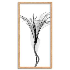 Artery8 Schwartz NJIT Flower Greyscale X-Ray Transparent Photo Framed Wall Art Print Long 25X12 Inch Artery8 Schwartz NJIT Flower Greyscale X-Ray Transparent Photo Framed Wall Art Print Long 25X12 Inch