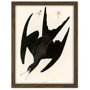 Artery8 Audubon Birds Frigate Pelican Painting Artwork Framed Wall Art Print 18X24 Inch Artery8 Audubon Birds Frigate Pelican Painting Artwork Framed Wall Art Print 18X24 Inch