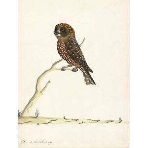 Fine Art Prints The Sydney Bird Painter Boobook Owl Large Wall Art Print Canvas Premium Poster Mural Fine Art Prints The Sydney Bird Painter Boobook Owl Large Wall Art Print Canvas Premium Poster Mural