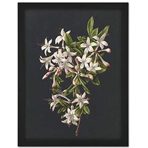Artery8 De Gijselaar Branch Of Azaleas In Bloom Flowers Artwork Framed Wall Art Print 18X24 Inch Artery8 De Gijselaar Branch Of Azaleas In Bloom Flowers Artwork Framed Wall Art Print 18X24 Inch