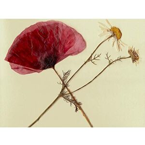 Fine Art Prints Dried Poppy Daisy flower Large Wall Art Print Canvas Premium Poster Fine Art Prints Dried Poppy Daisy flower Large Wall Art Print Canvas Premium Poster