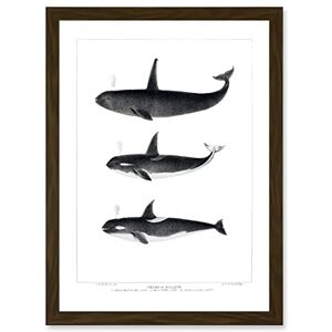 Wee Blue Coo Orca Killer Whales Nature Ocean Sea Life Artwork Framed Wall Art Print A4 Wee Blue Coo Orca Killer Whales Nature Ocean Sea Life Artwork Framed Wall Art Print A4