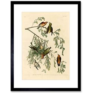 Wee Blue Coo Birds America Audubon American Crossbill Picture Framed Wall Art Print Wee Blue Coo Birds America Audubon American Crossbill Picture Framed Wall Art Print