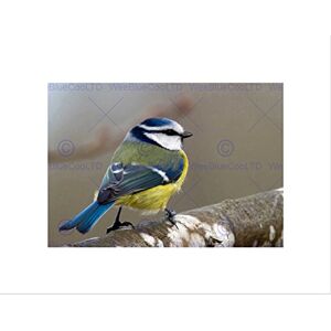 Wee Blue Coo PHOTO ANIMAL BIRD BLUE TIT BRANCH COOL TINY BLACK FRAMED ART PRINT B12X13156 Wee Blue Coo PHOTO ANIMAL BIRD BLUE TIT BRANCH COOL TINY BLACK FRAMED ART PRINT B12X13156