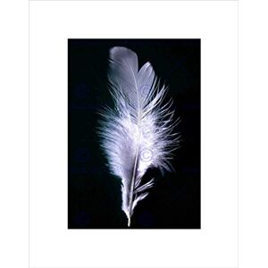 Wee Blue Coo Black White Feather Bird Picture Wall Art Print Wee Blue Coo Black White Feather Bird Picture Wall Art Print