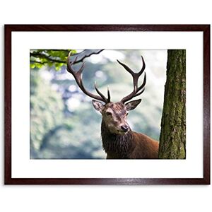 Wee Blue Coo Photo Nature Animal Portrait Deer Stag Antlers Framed Wall Art Print Wee Blue Coo Photo Nature Animal Portrait Deer Stag Antlers Framed Wall Art Print