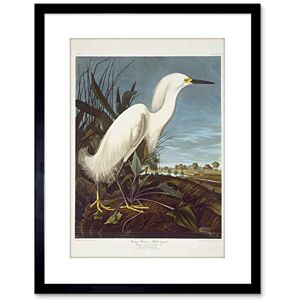 Wee Blue Coo Painting Bird Audubon Snowy Heron Egret Framed Wall Art Print Wee Blue Coo Painting Bird Audubon Snowy Heron Egret Framed Wall Art Print