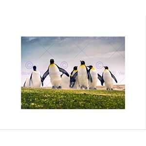 Wee Blue Coo PHOTOGRAPH NATURE ANIMAL GROUP KING PENGUINS FALKLAND FRAMED ART PRINT B12X13671 Wee Blue Coo PHOTOGRAPH NATURE ANIMAL GROUP KING PENGUINS FALKLAND FRAMED ART PRINT B12X13671