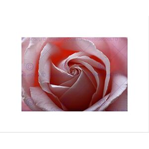 Wee Blue Coo PINK ROSE CLOSE UP MACRO FLOWER BLACK FRAME FRAMED ART PRINT PICTURE B12X9258 Wee Blue Coo PINK ROSE CLOSE UP MACRO FLOWER BLACK FRAME FRAMED ART PRINT PICTURE B12X9258