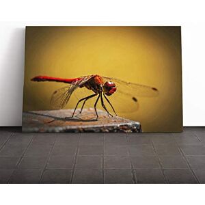 Big Box Art Dragonfly Insect (3) Canvas Print Gallery Wrapped 30mm Frame Wall Art 24x16 inches Ready to Hang Modern Animals Picture Living Room Bedroom Lounge Office Big Box Art Dragonfly Insect (3) Canvas Print Gallery Wrapped 30mm Frame Wall Art 24x16 inches Ready to Hang Modern Animals Picture Living Room Bedroom Lounge Office