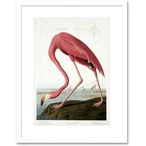 Wee Blue Coo Audubon American Flamingo Artwork Framed Wall Art Print 9X7 Inch Wee Blue Coo Audubon American Flamingo Artwork Framed Wall Art Print 9X7 Inch