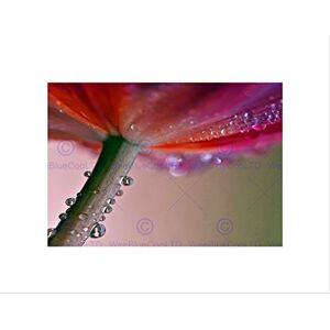 Wee Blue Coo RAINDROP FLOWER DEW MACRO BLACK FRAME FRAMED ART PRINT PICTURE MOUNT B12X8955 Wee Blue Coo RAINDROP FLOWER DEW MACRO BLACK FRAME FRAMED ART PRINT PICTURE MOUNT B12X8955