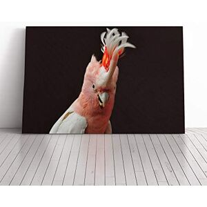 Big Box Art Cockatoo Bird (1) Canvas Print Gallery Wrapped 30mm Frame Wall Art 20x14 inches Ready to Hang Modern Animals Picture Living Room Bedroom Lounge Office Big Box Art Cockatoo Bird (1) Canvas Print Gallery Wrapped 30mm Frame Wall Art 20x14 inches Ready to Hang Modern Animals Picture Living Room Bedroom Lounge Office