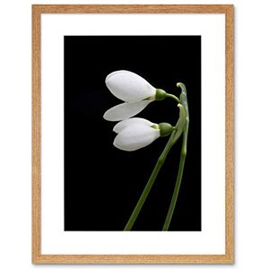 Wee Blue Coo Snowdrops Spring Flowers Bloom White Black Framed Wall Art Print Wee Blue Coo Snowdrops Spring Flowers Bloom White Black Framed Wall Art Print