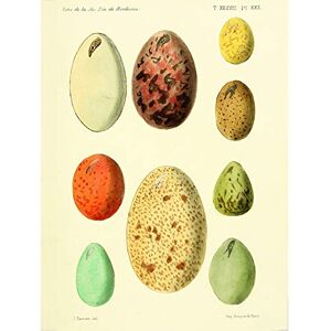 Fine Art Prints French Eggs Vintage Illustration Large Wall Art Print Canvas Premium Poster Fine Art Prints French Eggs Vintage Illustration Large Wall Art Print Canvas Premium Poster