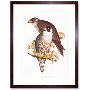 The Art Stop Wee Blue Coo Painting Birds Gould Lear Peregrine Falcon Pair Framed Wall Art Print The Art Stop Wee Blue Coo Painting Birds Gould Lear Peregrine Falcon Pair Framed Wall Art Print