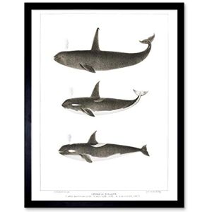 Wee Blue Coo Orca Killer Whales Art Print Framed Poster Wall Decor 12X16 Inch Wee Blue Coo Orca Killer Whales Art Print Framed Poster Wall Decor 12X16 Inch