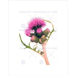 Wee Blue Coo THISTLE SCOTTISH SCOTLAND FLOWER BLACK FRAME FRAMED ART PRINT PICTURE B12X13744 Wee Blue Coo THISTLE SCOTTISH SCOTLAND FLOWER BLACK FRAME FRAMED ART PRINT PICTURE B12X13744