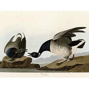Artery8 Audubon Birds America Brant Goose Premium Wall Art Canvas Print 18X24 Inch Artery8 Audubon Birds America Brant Goose Premium Wall Art Canvas Print 18X24 Inch