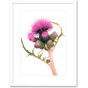 Wee Blue Coo Thistle Scottish Scotland Flower Art Picture Framed Wall Art Print Wee Blue Coo Thistle Scottish Scotland Flower Art Picture Framed Wall Art Print