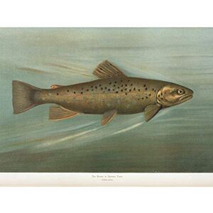 Artery8 Petrie North American Fishes Brown Trout Illustration Large Wall Art Poster Print Thick Paper 18X24 Inch Artery8 Petrie North American Fishes Brown Trout Illustration Large Wall Art Poster Print Thick Paper 18X24 Inch
