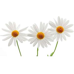 Wee Blue Coo Daisies Daisy White Flower Bloom Art Print Poster Wall Decor 12X16 Inch Wee Blue Coo Daisies Daisy White Flower Bloom Art Print Poster Wall Decor 12X16 Inch