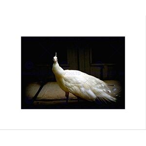 Wee Blue Coo NATURE BIRD WHITE PEACOCK FEATHER BEAUTIFUL BLACK FRAMED ART PRINT B12X7889 Wee Blue Coo NATURE BIRD WHITE PEACOCK FEATHER BEAUTIFUL BLACK FRAMED ART PRINT B12X7889