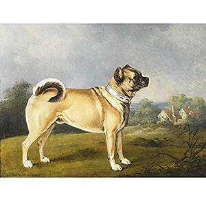 Fine Art Prints Chalon A Favourite Pug Dog Painting Unframed Wall Art Print Poster Home Decor Premium Fine Art Prints Chalon A Favourite Pug Dog Painting Unframed Wall Art Print Poster Home Decor Premium