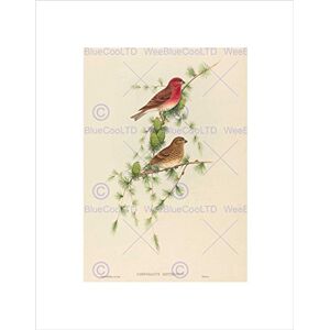 Wee Blue Coo Animal Gould Richter British Common Rose Finch Wall Art Print Wee Blue Coo Animal Gould Richter British Common Rose Finch Wall Art Print