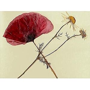 Fine Art Prints Dried Poppy Daisy flower Art Print Canvas Premium Wall Decor Poster Fine Art Prints Dried Poppy Daisy flower Art Print Canvas Premium Wall Decor Poster