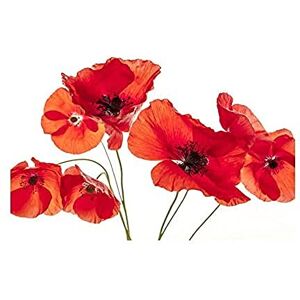 Wee Blue Coo Photo Nature Flower Poppy Heads Red Petals Wall Art Print Wee Blue Coo Photo Nature Flower Poppy Heads Red Petals Wall Art Print