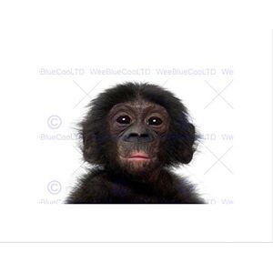 Wee Blue Coo PHOTO ANIMAL BONOBO CHIMP CHIMPANZEE BABY YOUNG FRAMED ART PRINT MOUNT B12X13285 Wee Blue Coo PHOTO ANIMAL BONOBO CHIMP CHIMPANZEE BABY YOUNG FRAMED ART PRINT MOUNT B12X13285