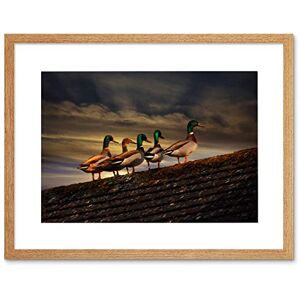 Wee Blue Coo Photo Animal Composition Duck Drake Mallard Rooftop Framed Wall Art Print Wee Blue Coo Photo Animal Composition Duck Drake Mallard Rooftop Framed Wall Art Print