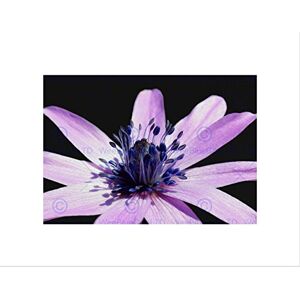Wee Blue Coo Pink Purple Flower Open Bloom Art Picture Wall Art Print Wee Blue Coo Pink Purple Flower Open Bloom Art Picture Wall Art Print